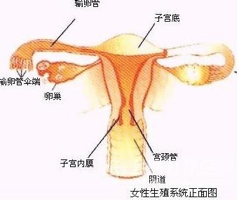 <b>女性子宫内膜炎的检查项目</b>