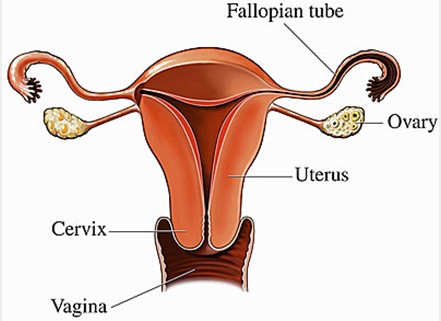 <b>发生卵巢囊肿的原因是什么</b>