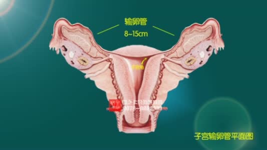 <b>输卵管造影检查时间是什么时候</b>