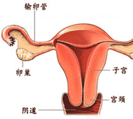 附件炎