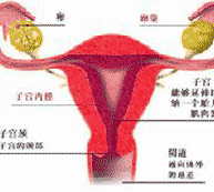 宫颈息肉