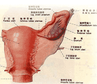 卵巢早衰